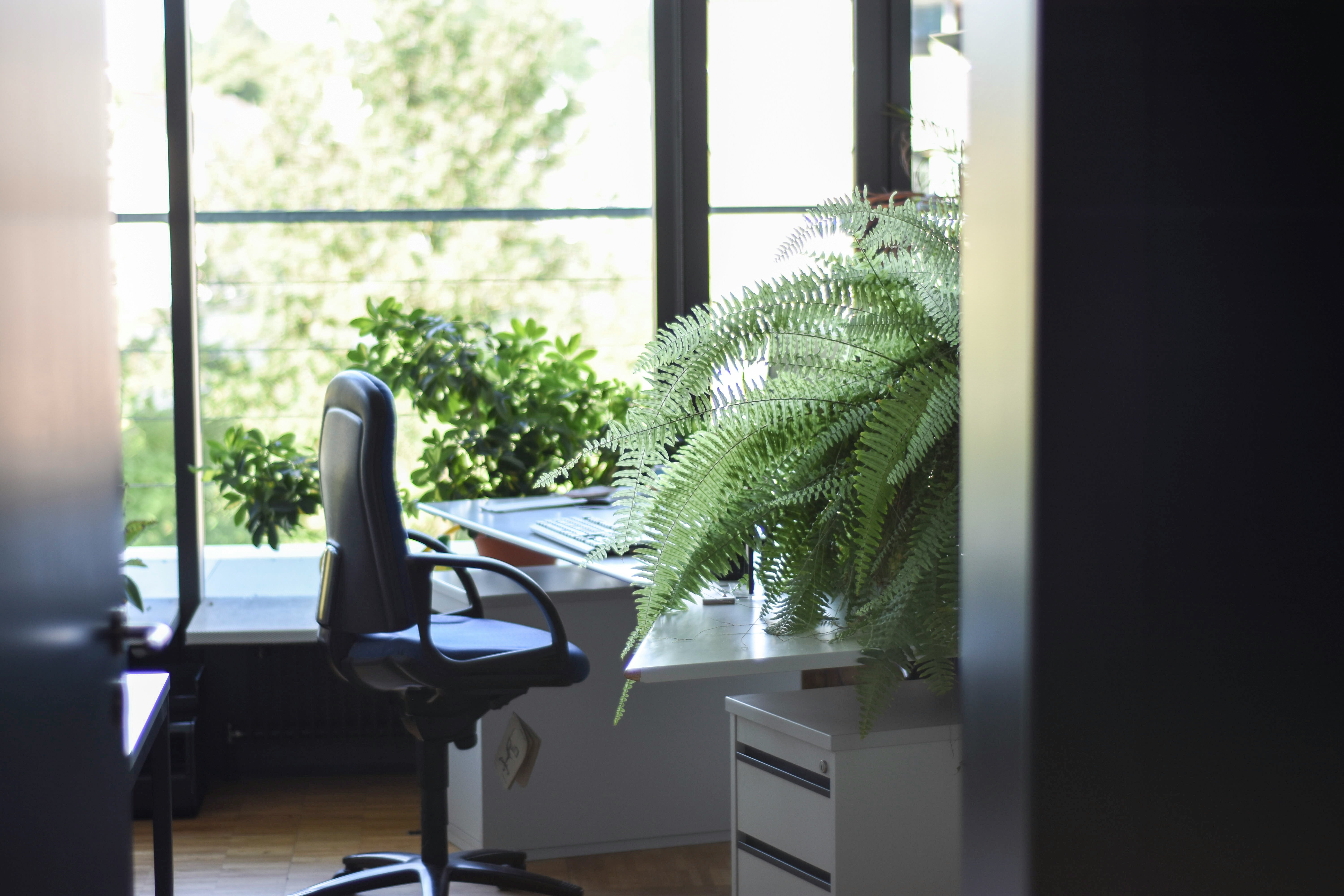 Escritorio de trabajo con plantas y espacios verdes